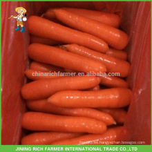 Tamaño caliente 10kg / box de la zanahoria S / M / L de las verduras chinas de la venta caliente para el estándar de la exportación con alta calidad